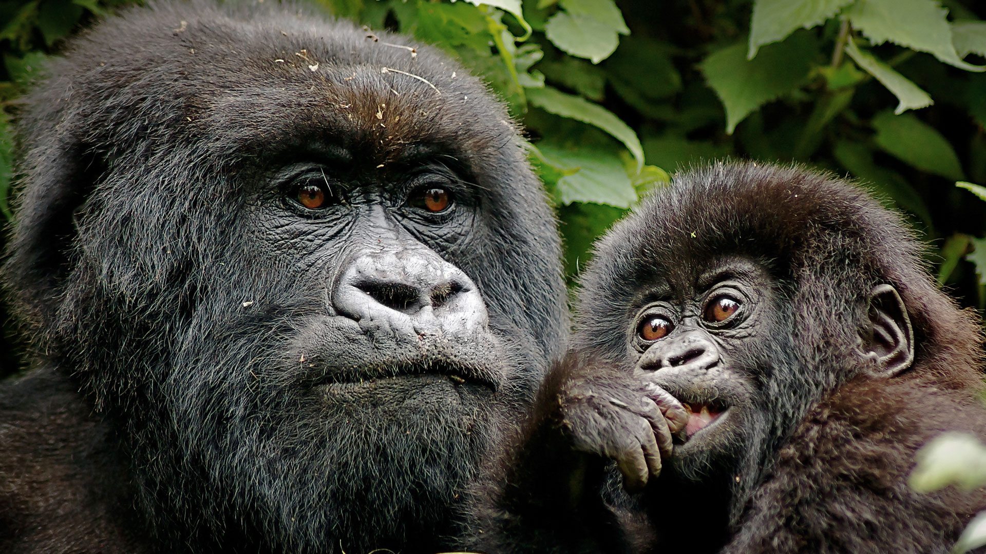 Rwanda Safari Tours: The Complete Guide for 2026