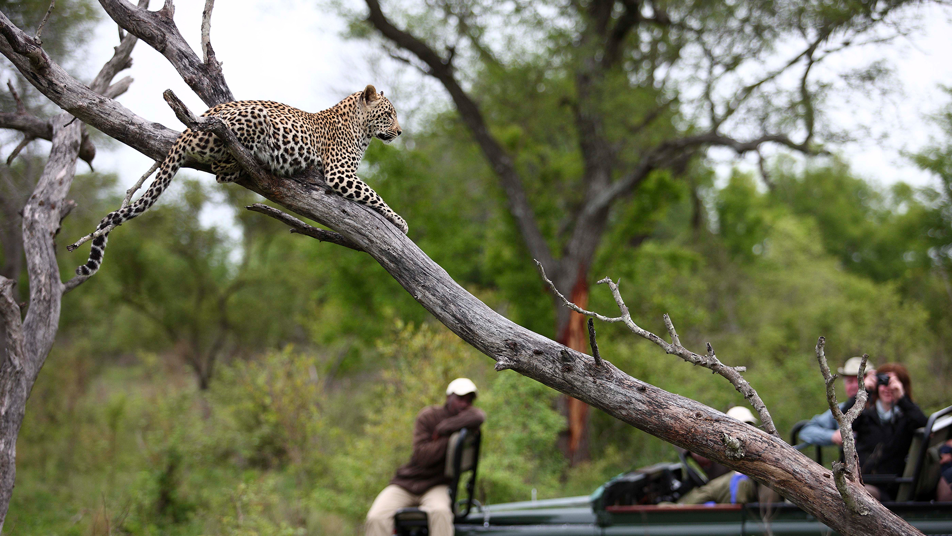 Sabi Sands vs Kruger Main Camps: Is the Luxury Upgrade Worth It? (2026)
