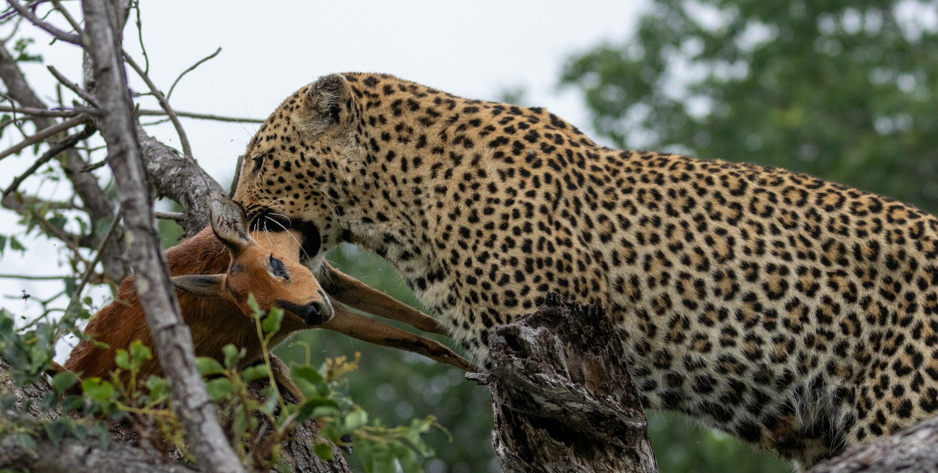Sabi Sands Game Reserve Safari Guide 2026: The Leopard Capital of Africa