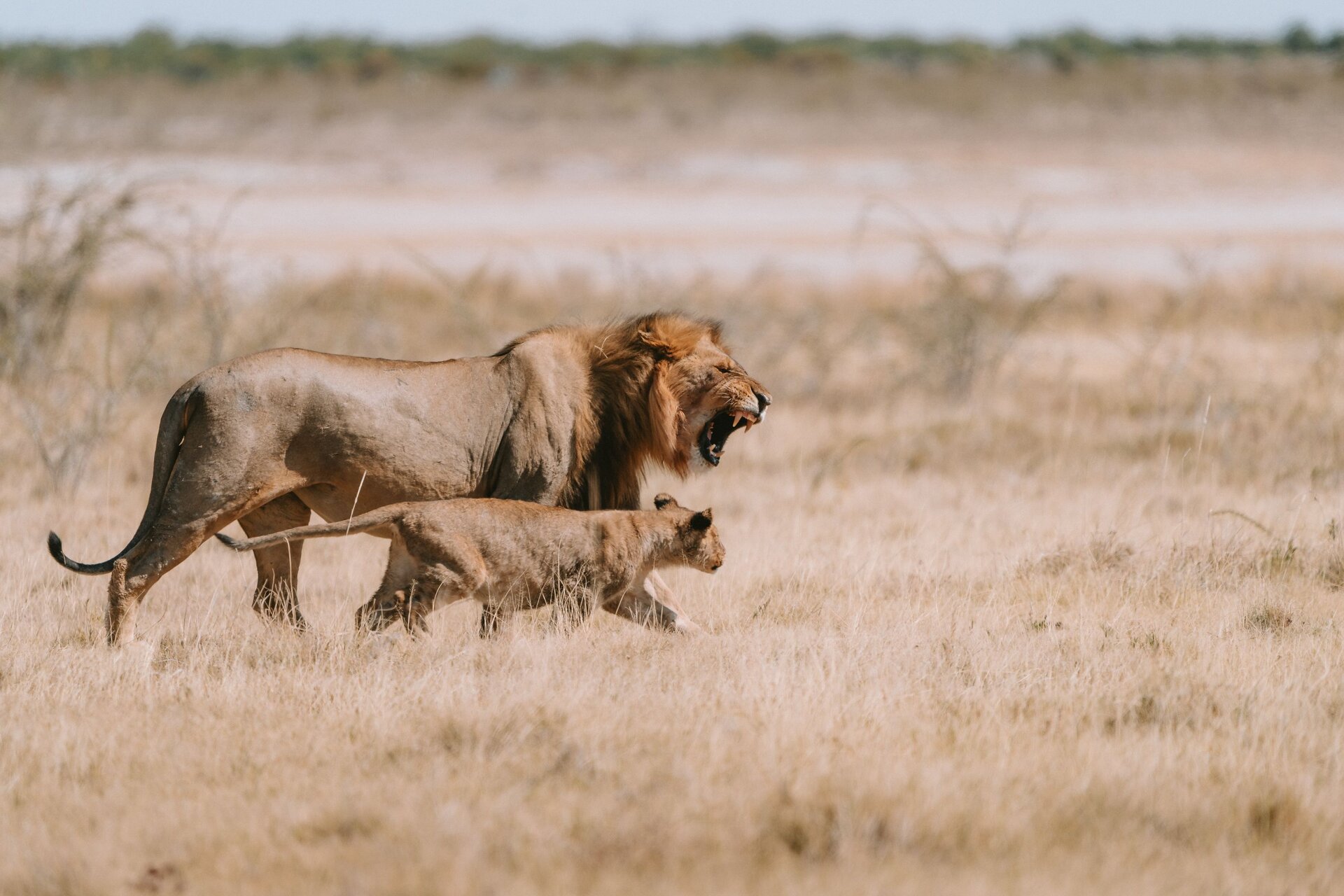 A lion pride viewed at close range from an open safari vehicle — off-road traversing gets you closer than anywhere in the national park