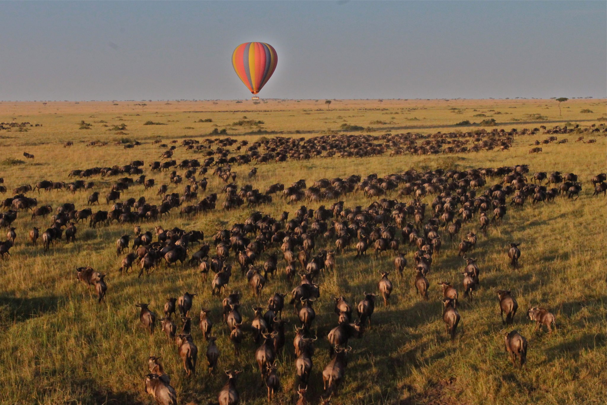 A hot air balloon floating over the Masai Mara migration at dawn