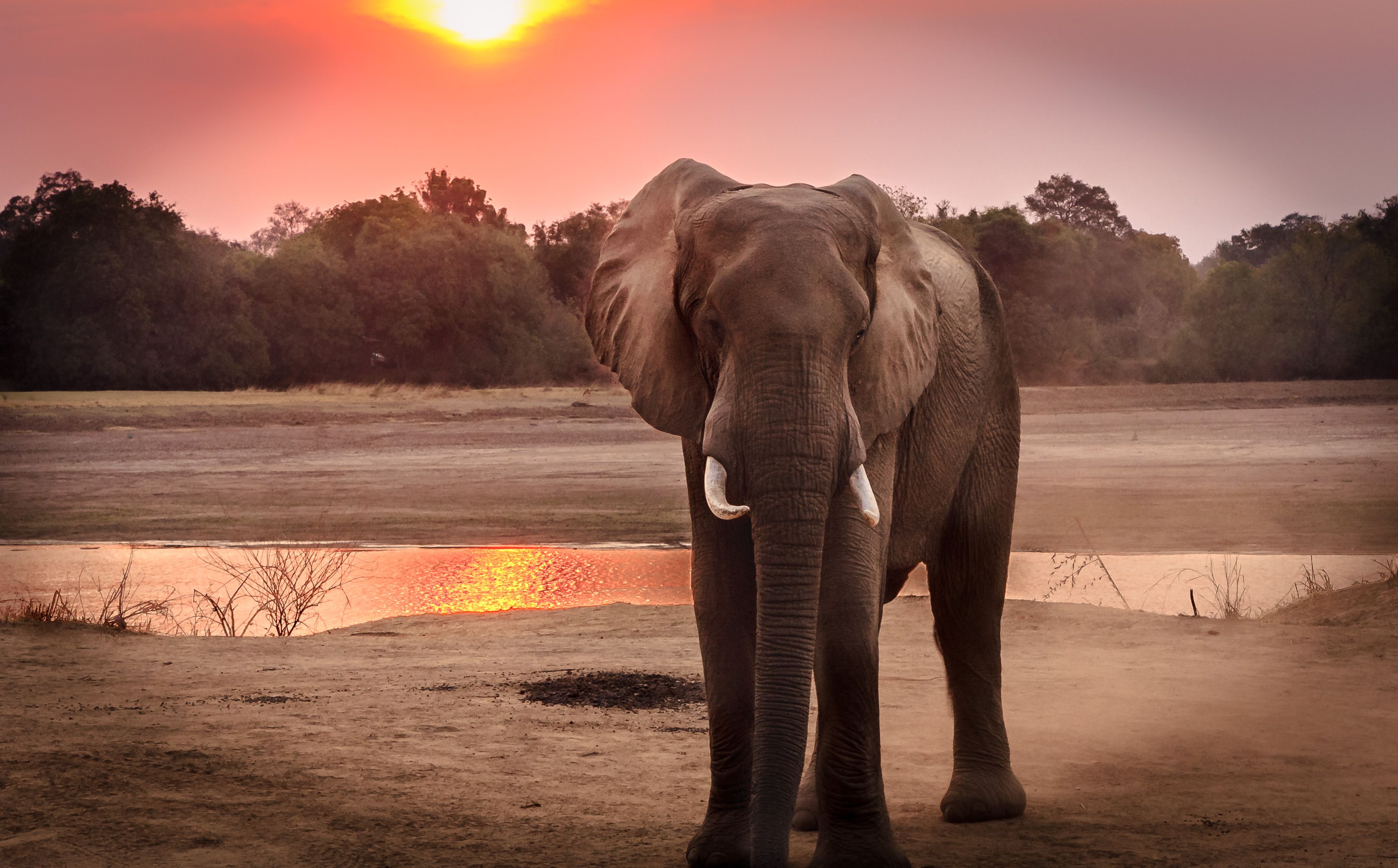 A majestic African elephant walking by a waterhole at golden sunset in the bush — the safari half of the ultimate combo holiday