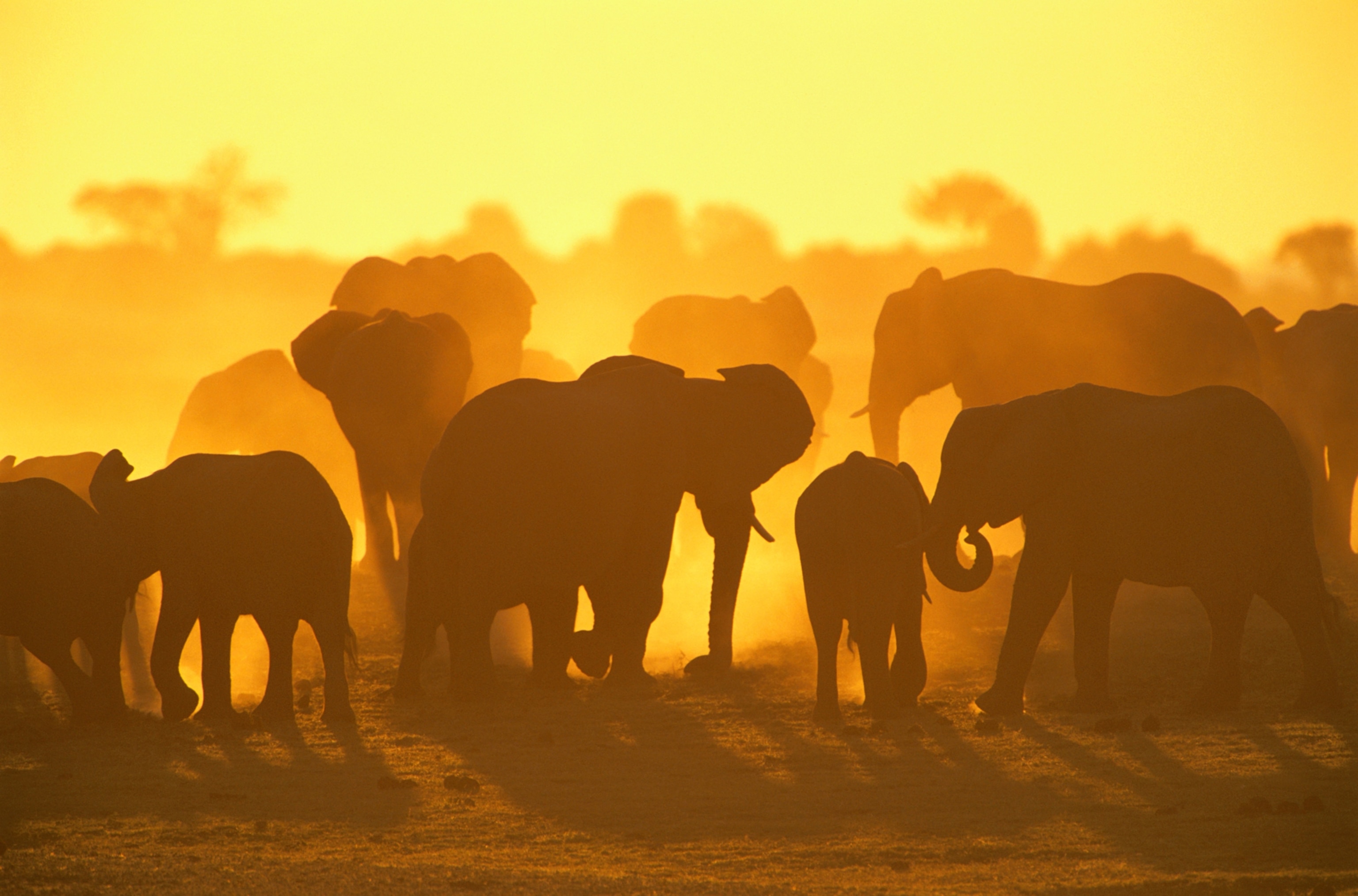 The 10 Best African Safari Tours for 2026
