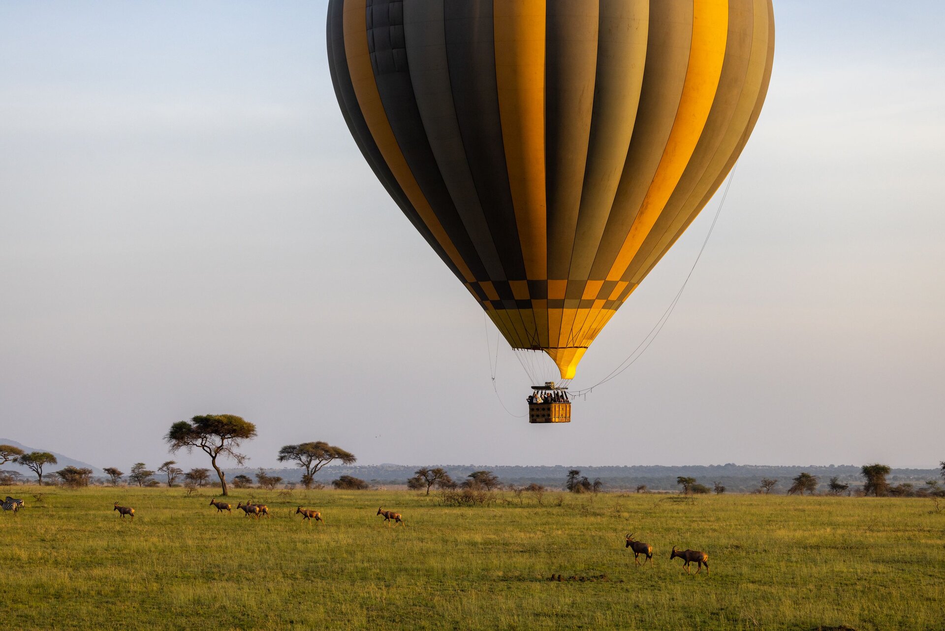 Hot-air balloons drifting over the Serengeti plains at dawn — one of the most iconic experiences in all of Africa