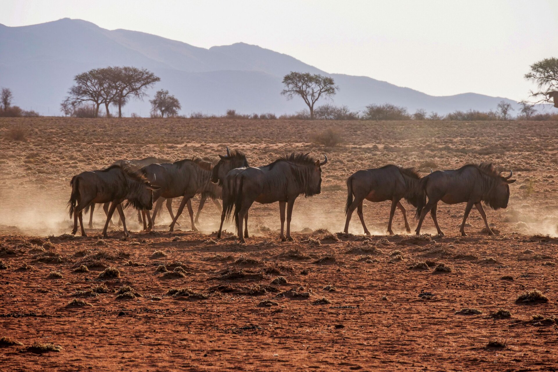 Serengeti National Park Safari Guide 2026: The Great Migration & Endless Plains