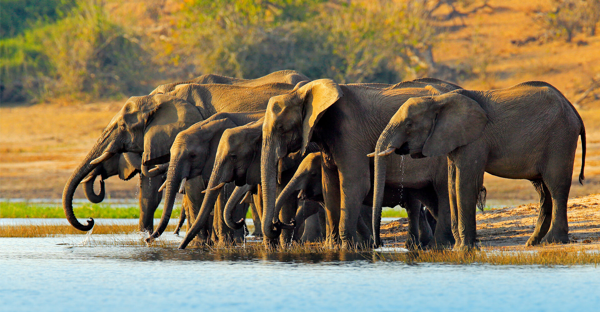 South Africa Safari Tours: The Complete Guide for 2026
