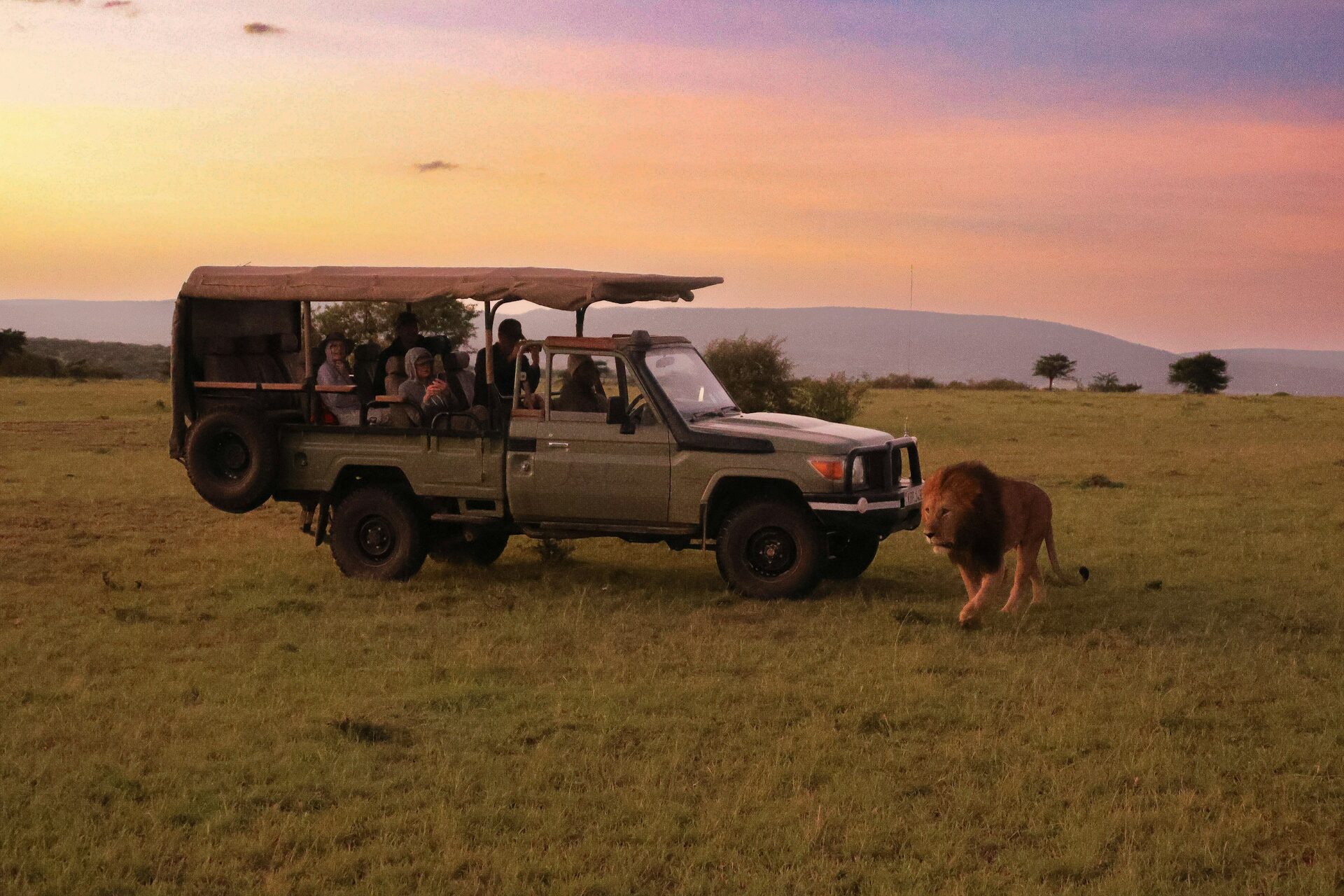 A male lion walks confidently past an open safari game-drive vehicle full of amazed guests at sunset in the South African savanna