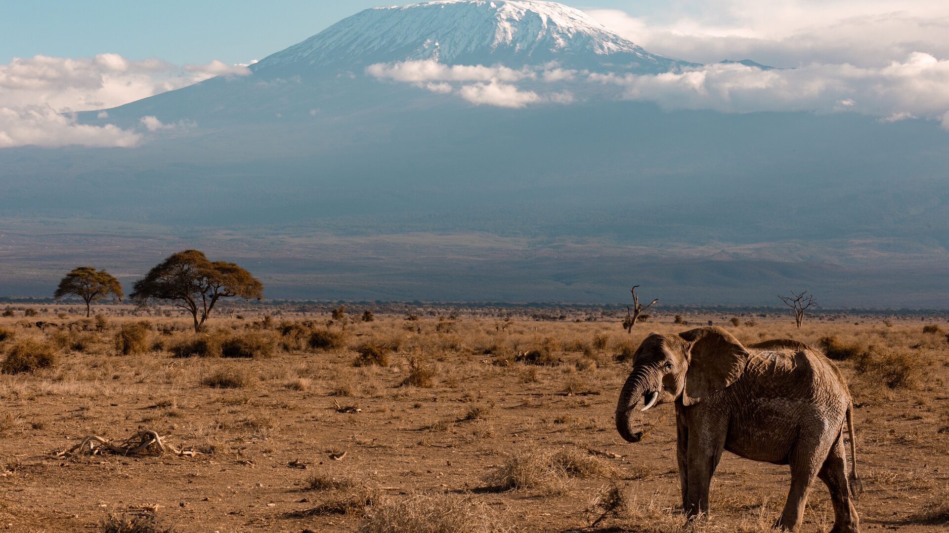 Elephant walking across the savannah with snow-capped Mount Kilimanjaro in the background — Tanzania's most iconic vista