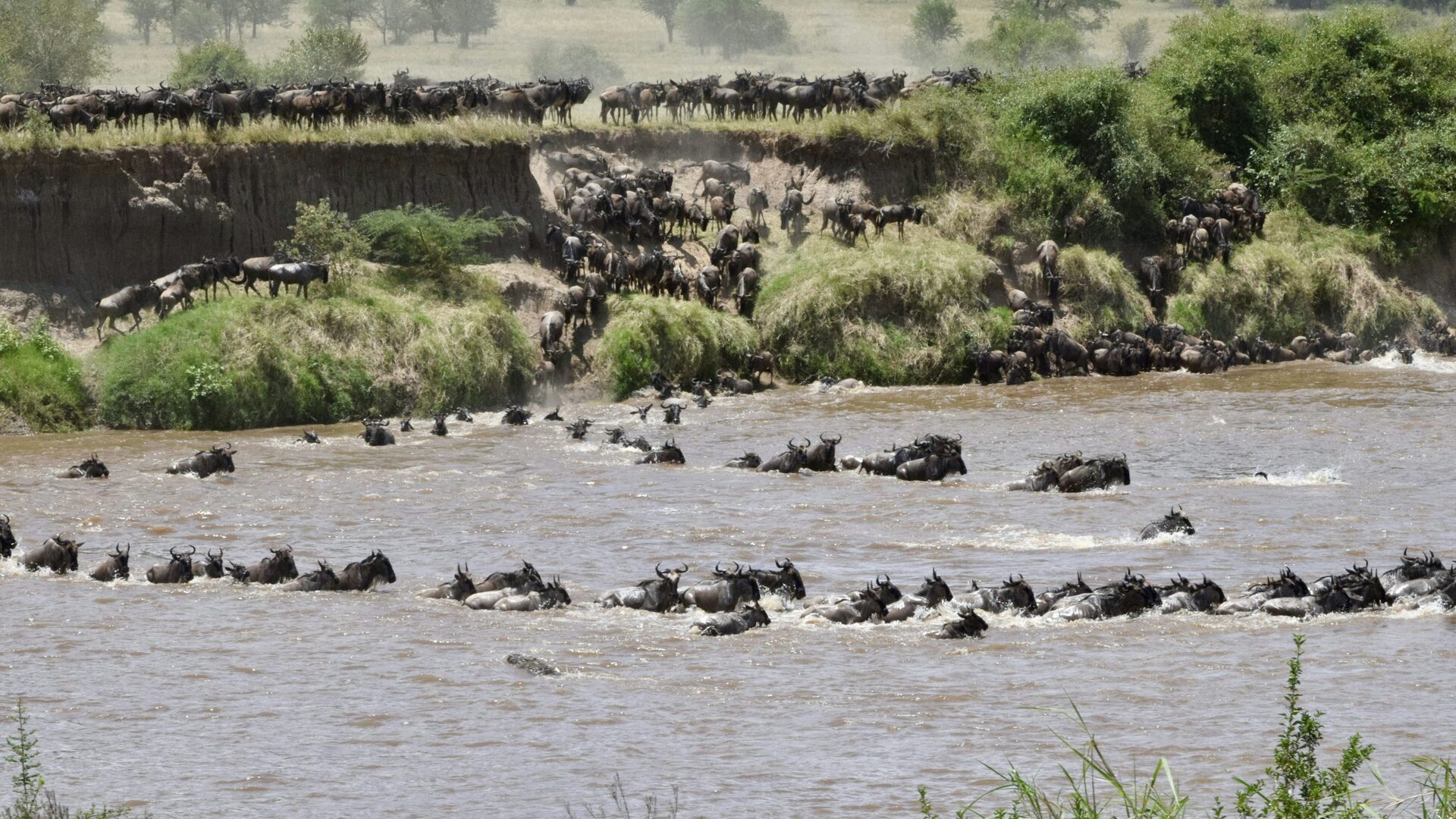 Tanzania Safari Tours: The Complete Guide for 2026
