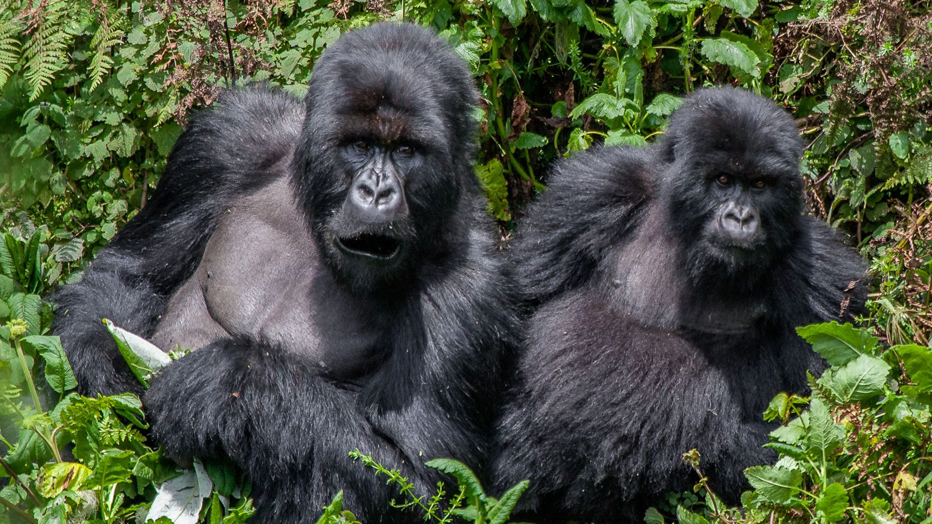 Uganda Safari Tours: The Complete Guide for 2026