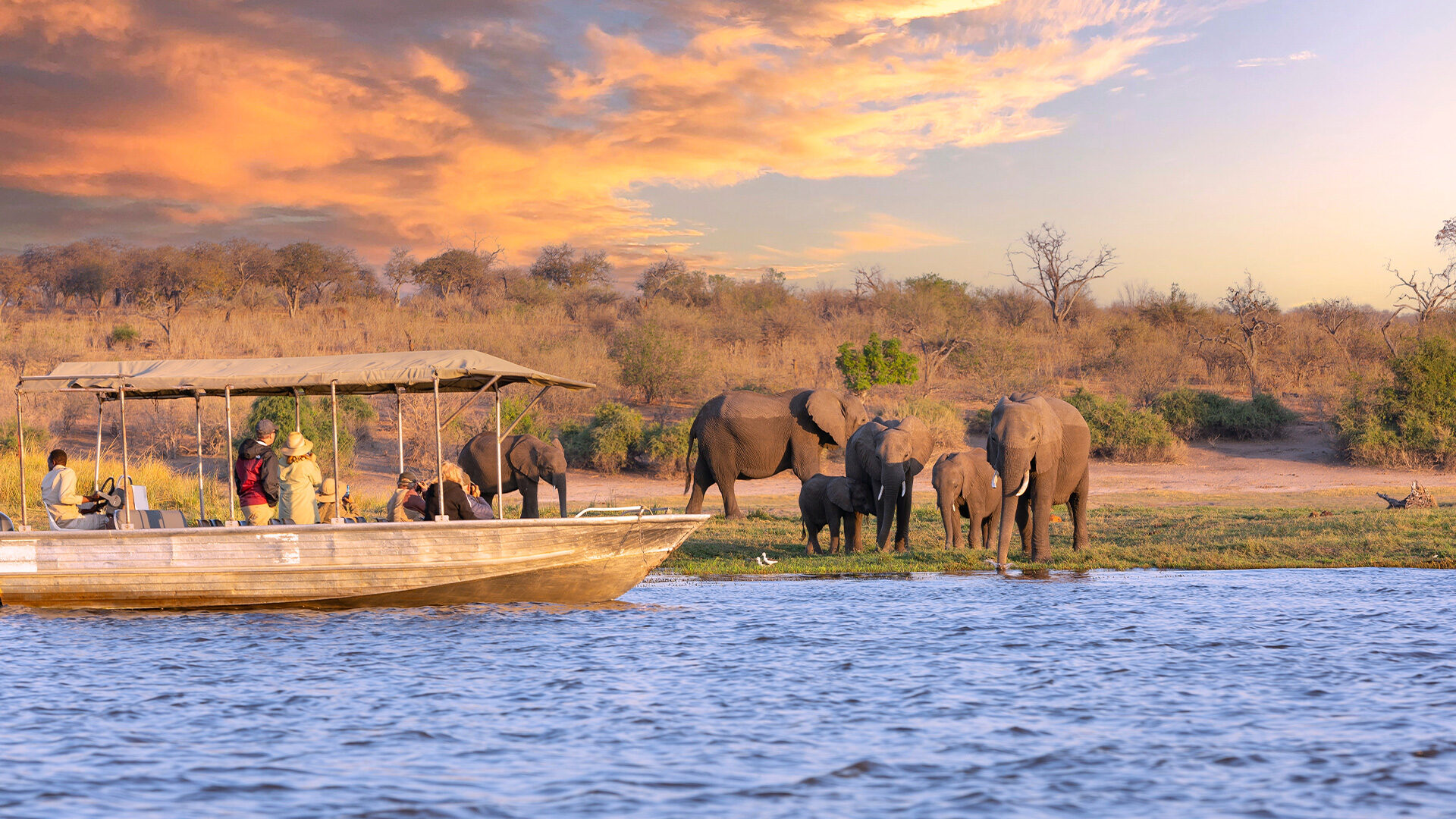 Safari boat cruise on the Zambezi River at sunset with an elephant herd including babies at the water's edge — pure African magic