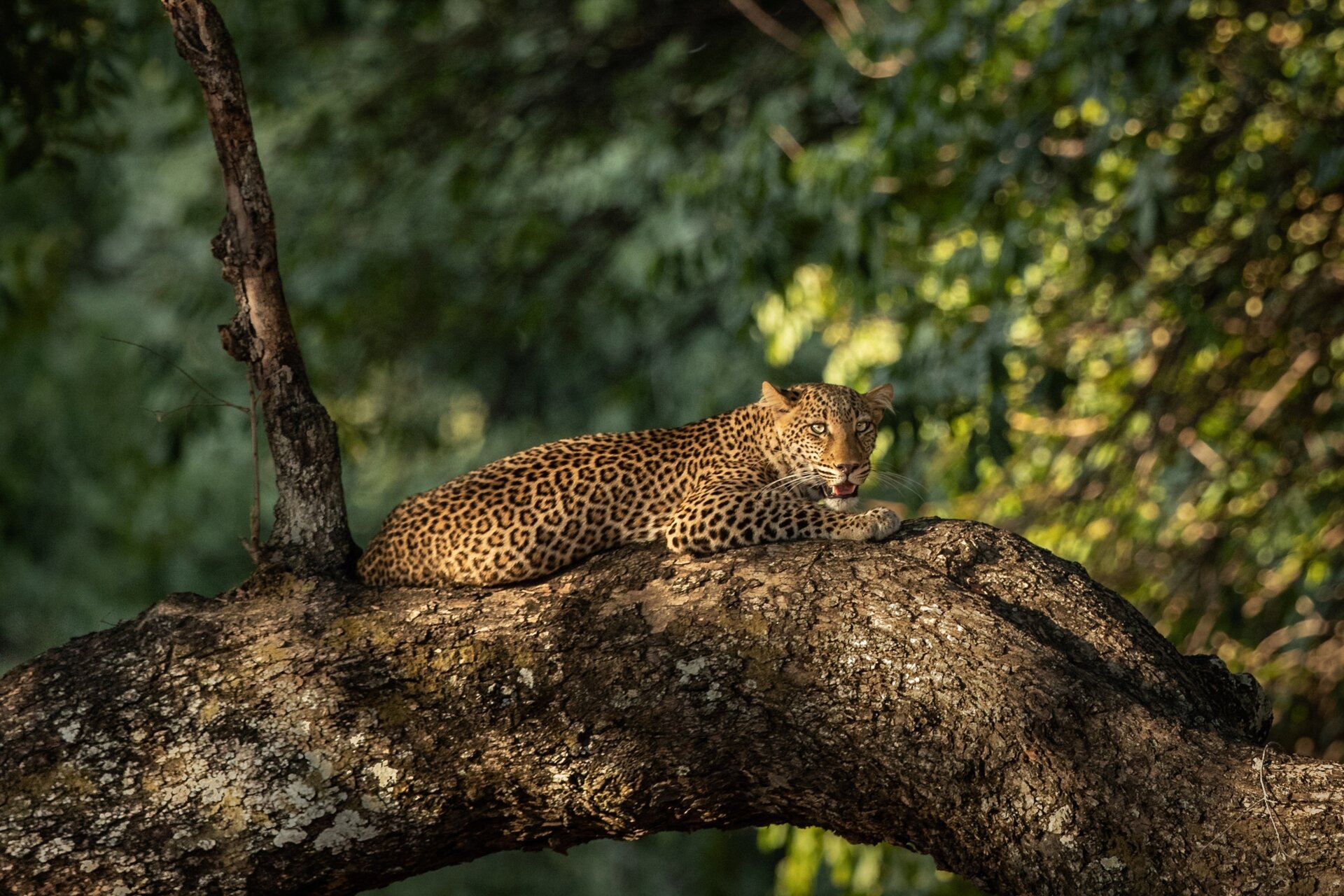 Zambia Safari Tours: The Complete Guide for 2026