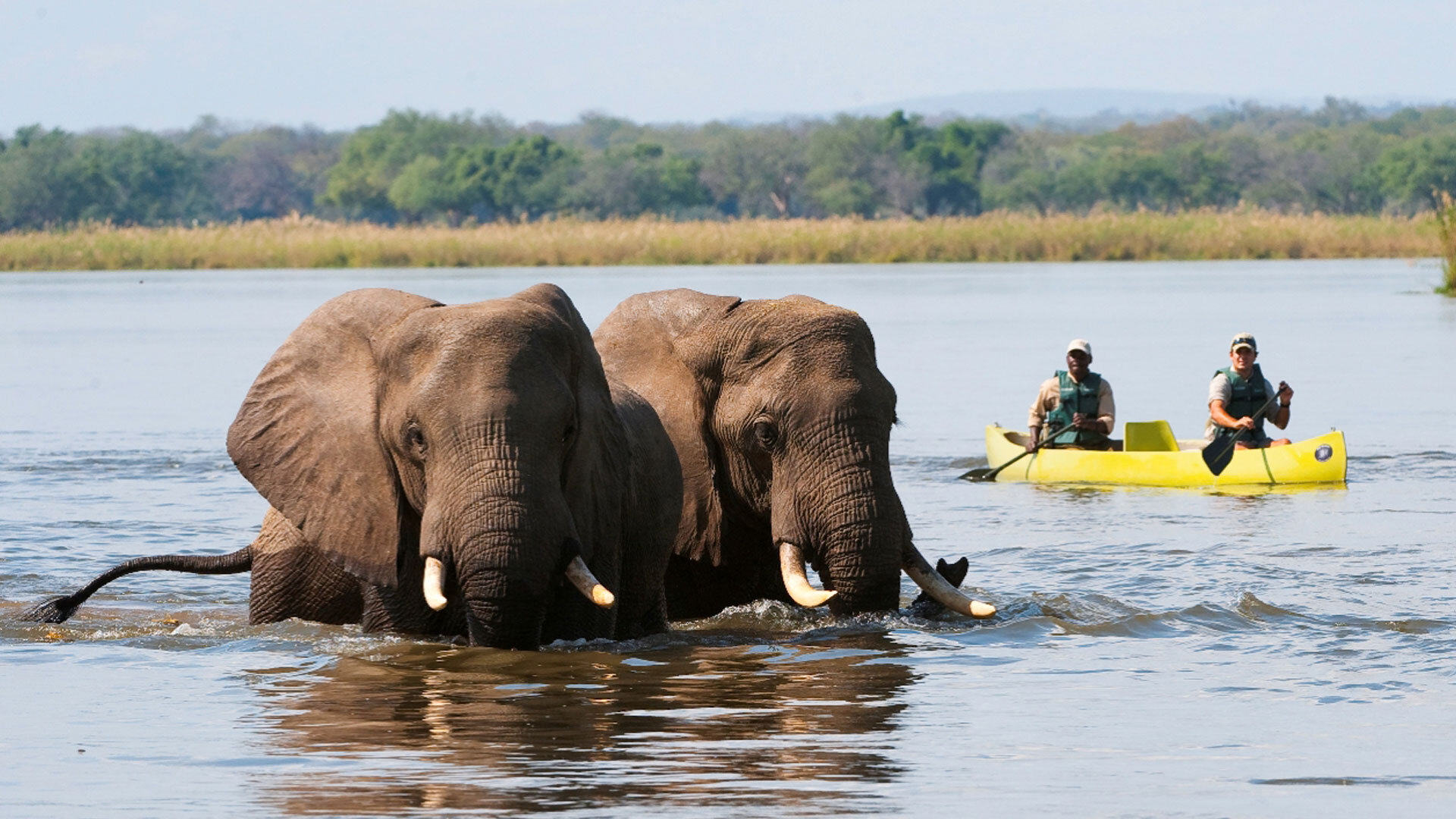 Canoe safari on the Zambezi River with elephants on the riverbank — Lower Zambezi National Park's signature experience