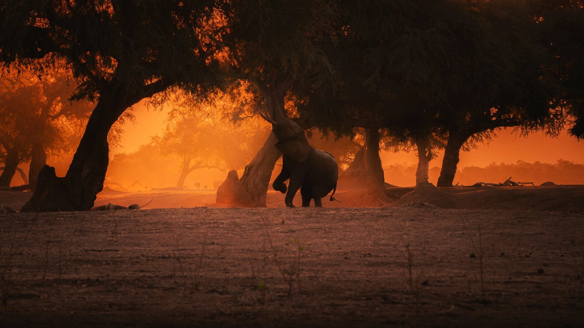 Mana Pools National Park — one of Africa’s most exclusive and pristine wilderness areas along the Zambezi River