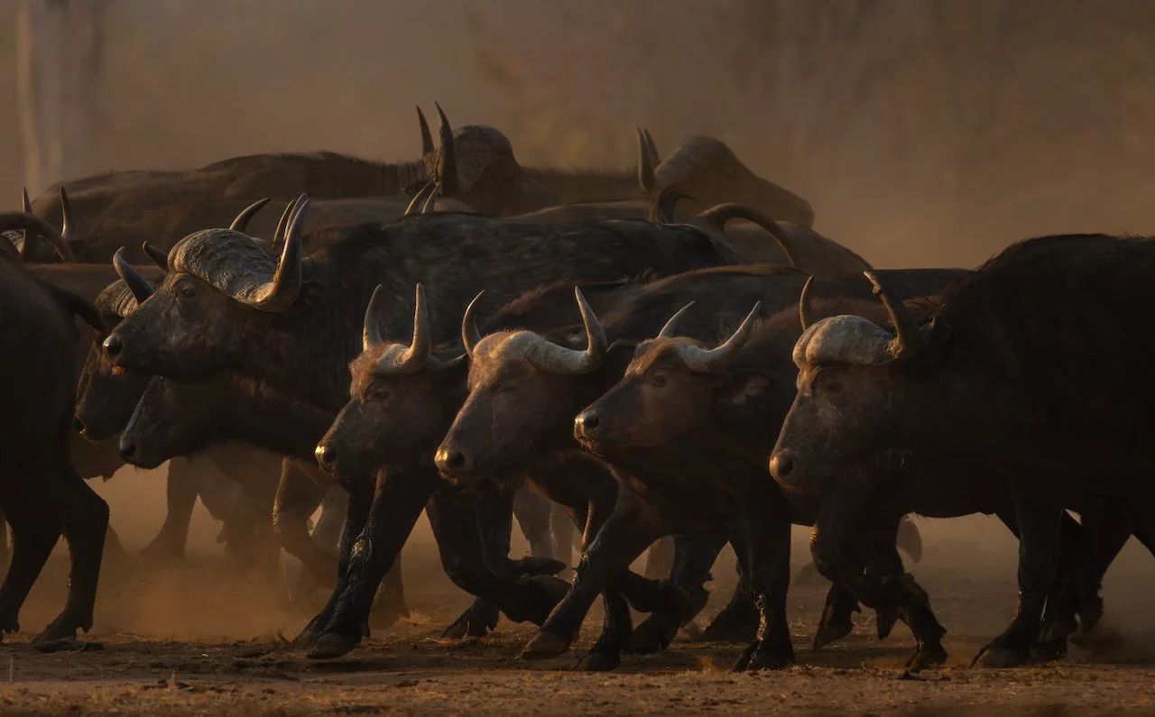 Buffalo - African Big Five wildlife