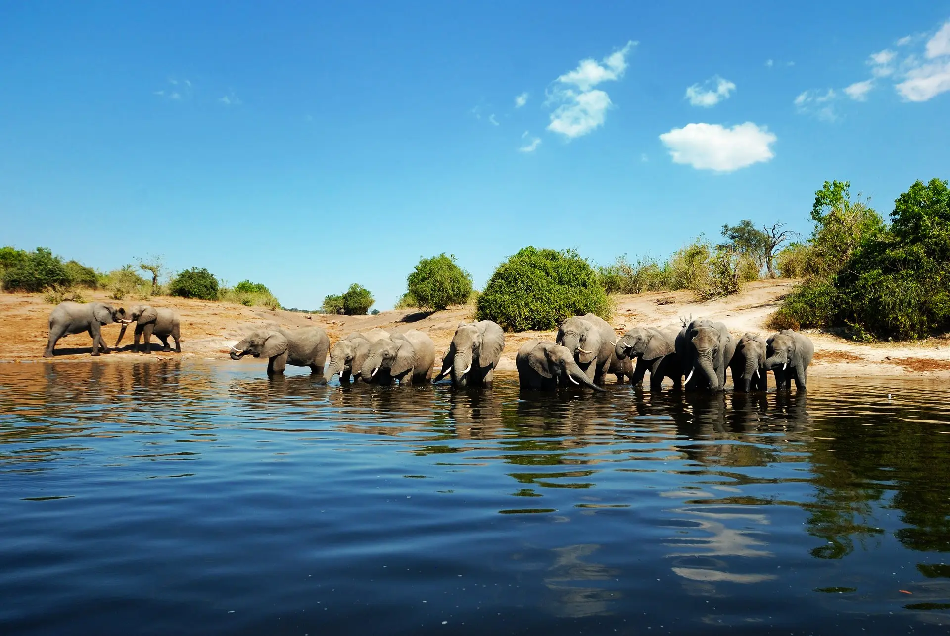Chobe River Safari