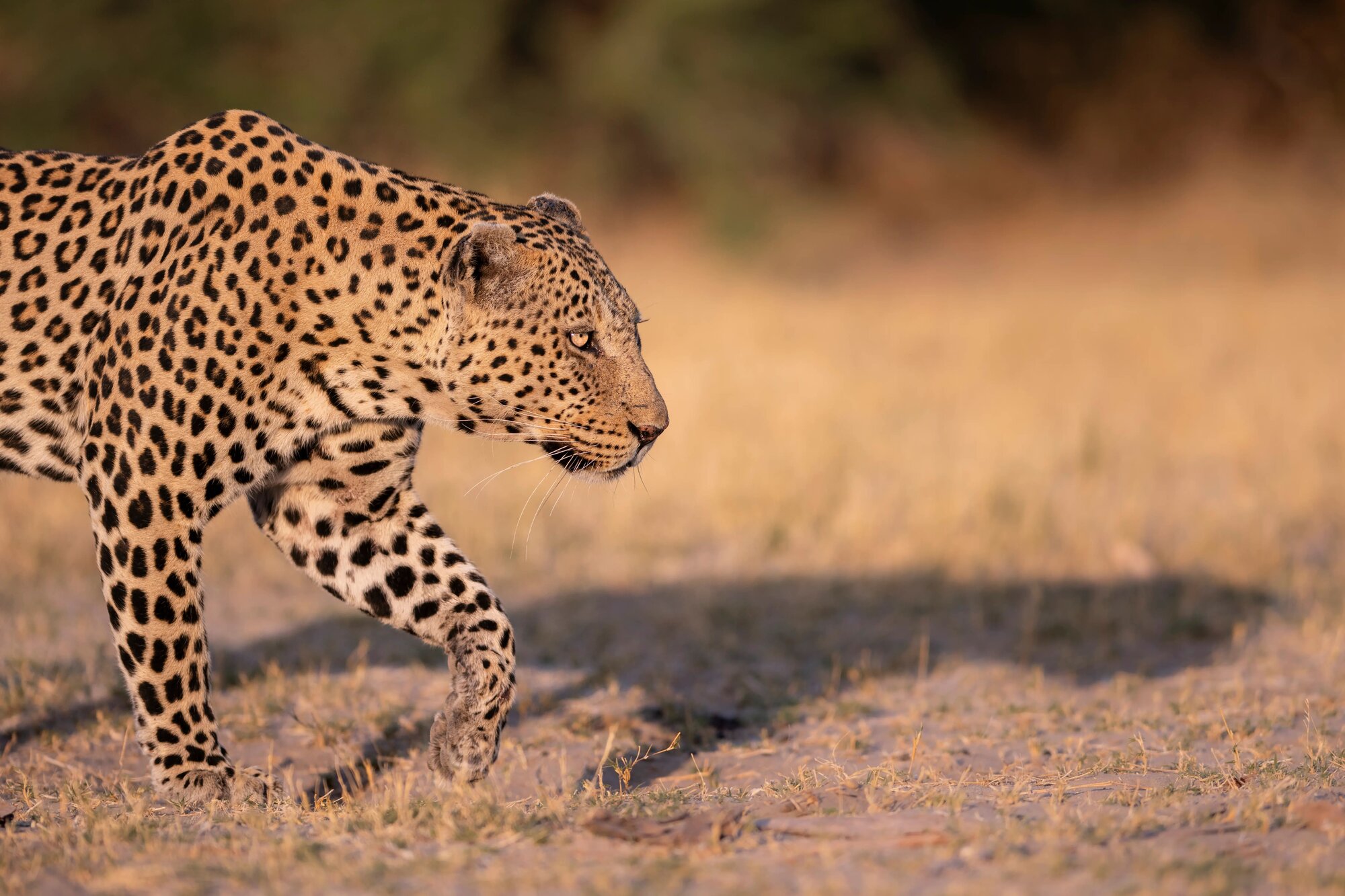 Botswana safari photo 5