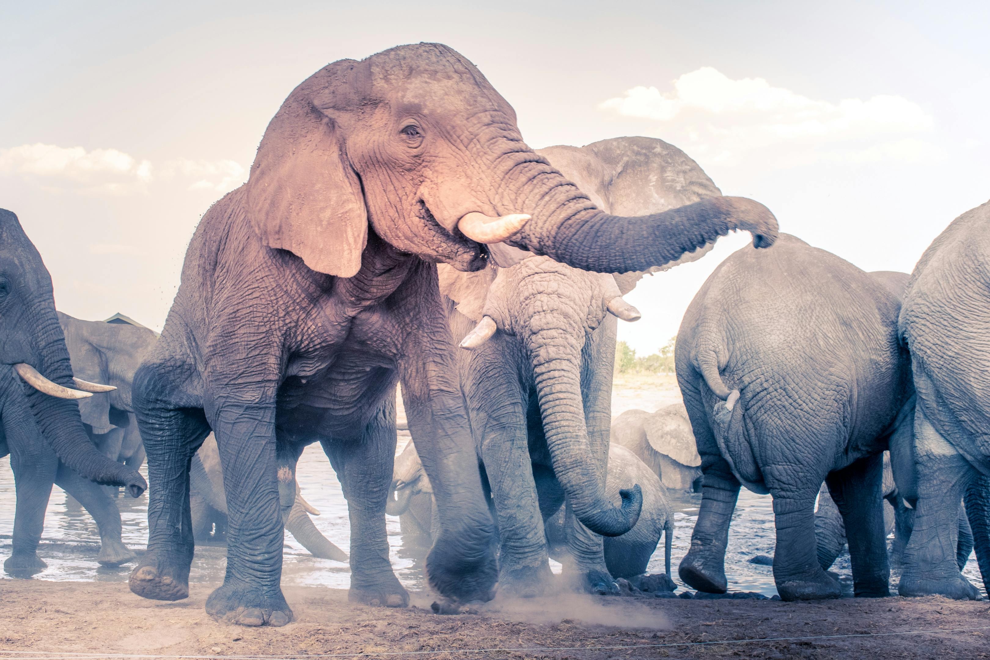 Elephant - African Big Five wildlife