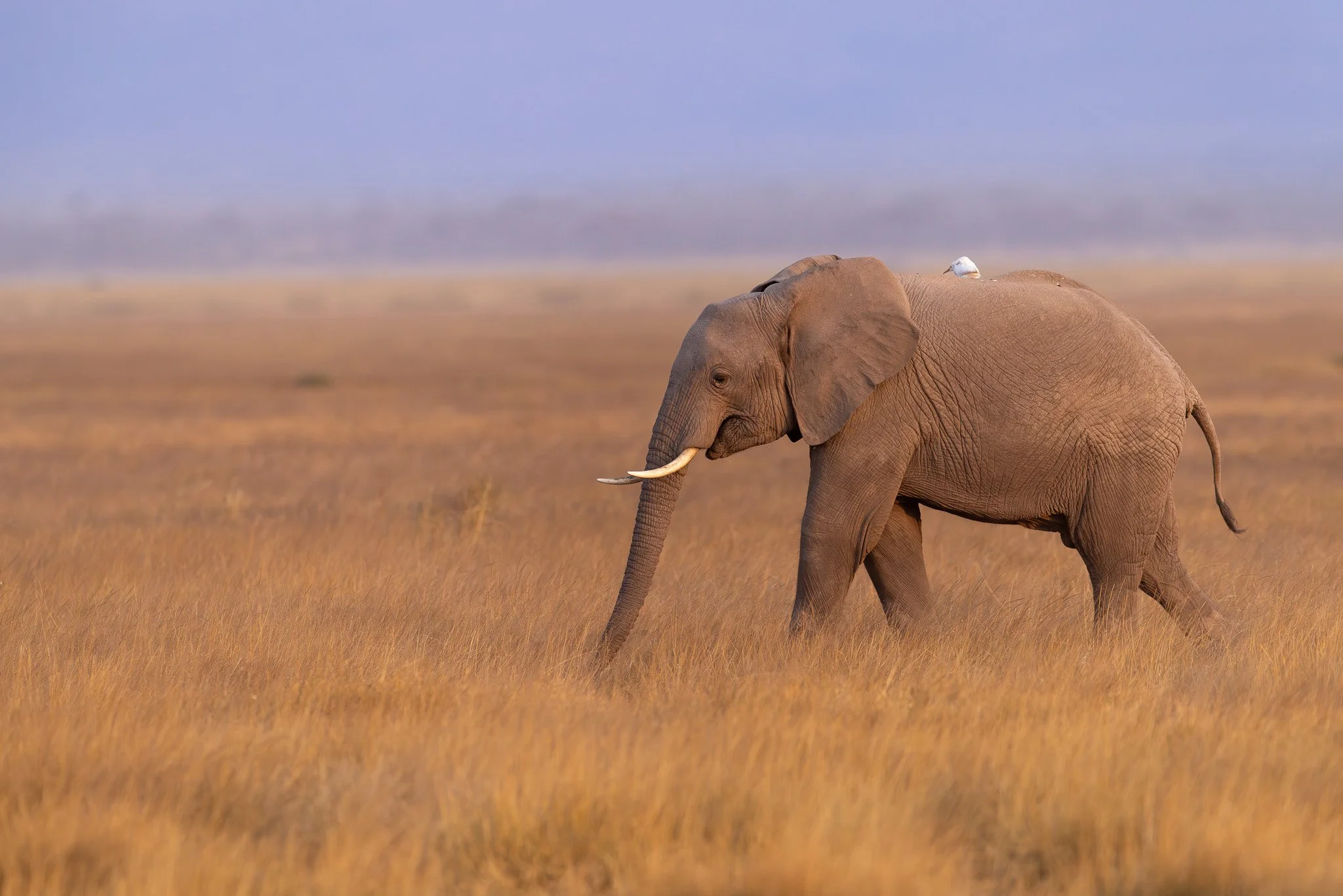 Safari game drive through golden grasslands at sunrise