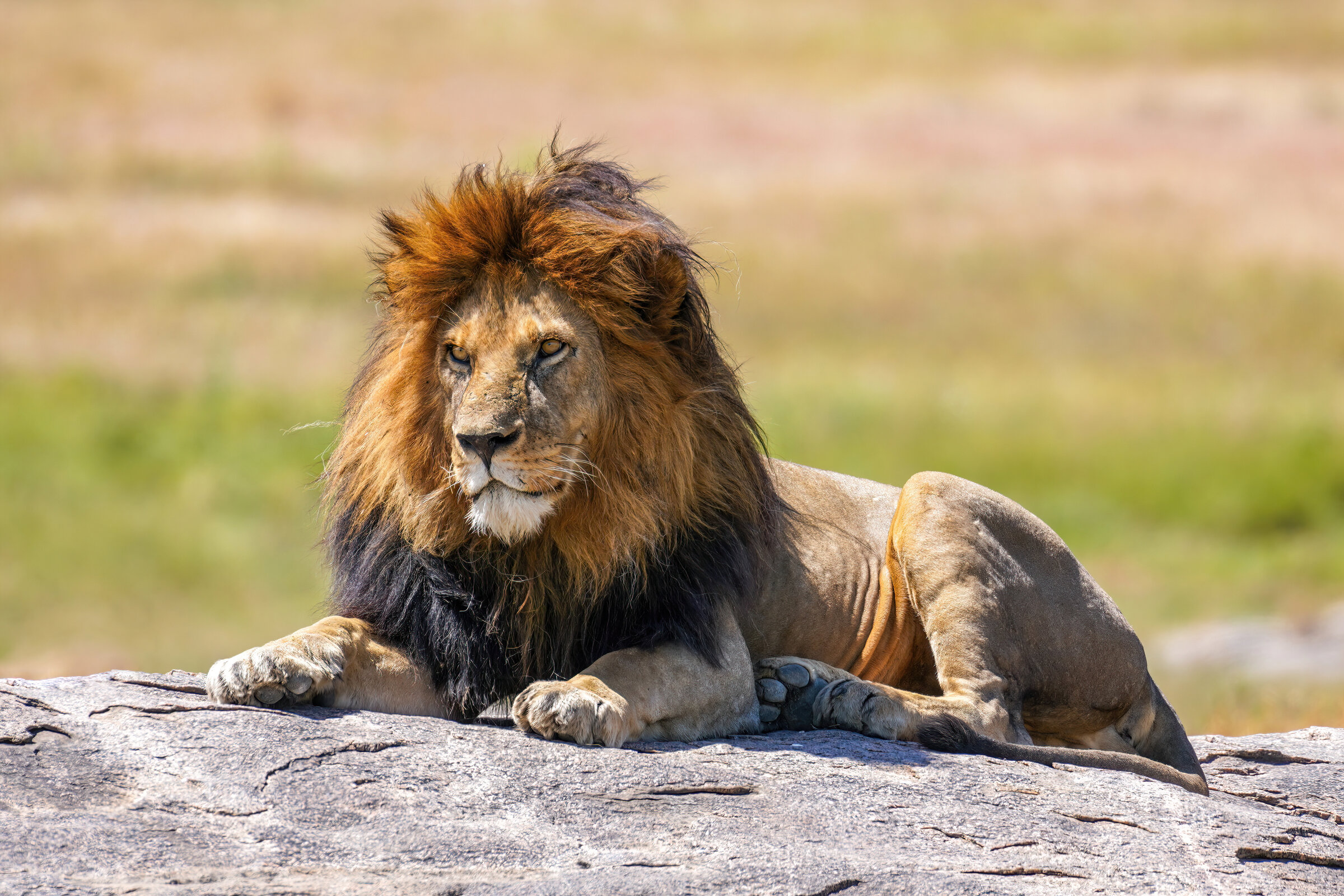Kruger National Park golden savanna