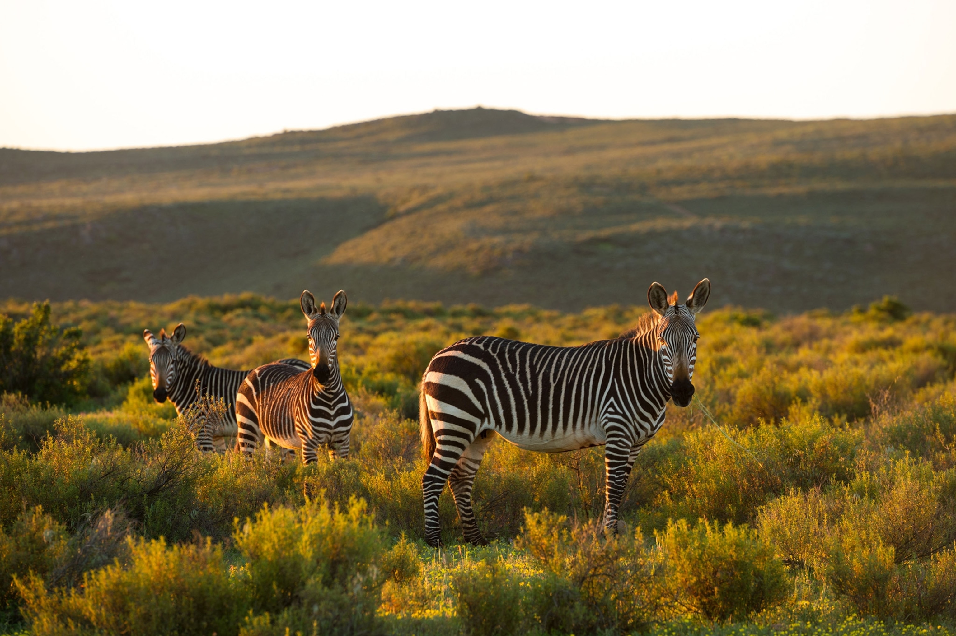 Vast African savanna landscape at golden hour