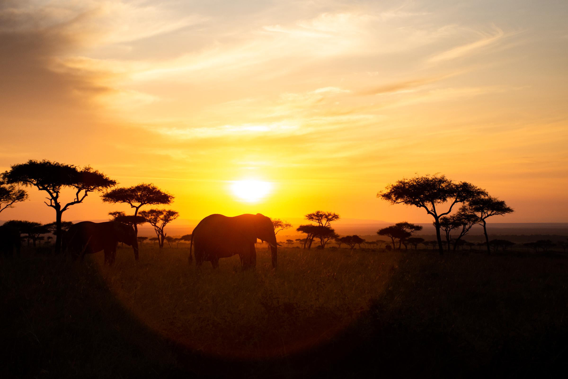 African sunset over the savanna