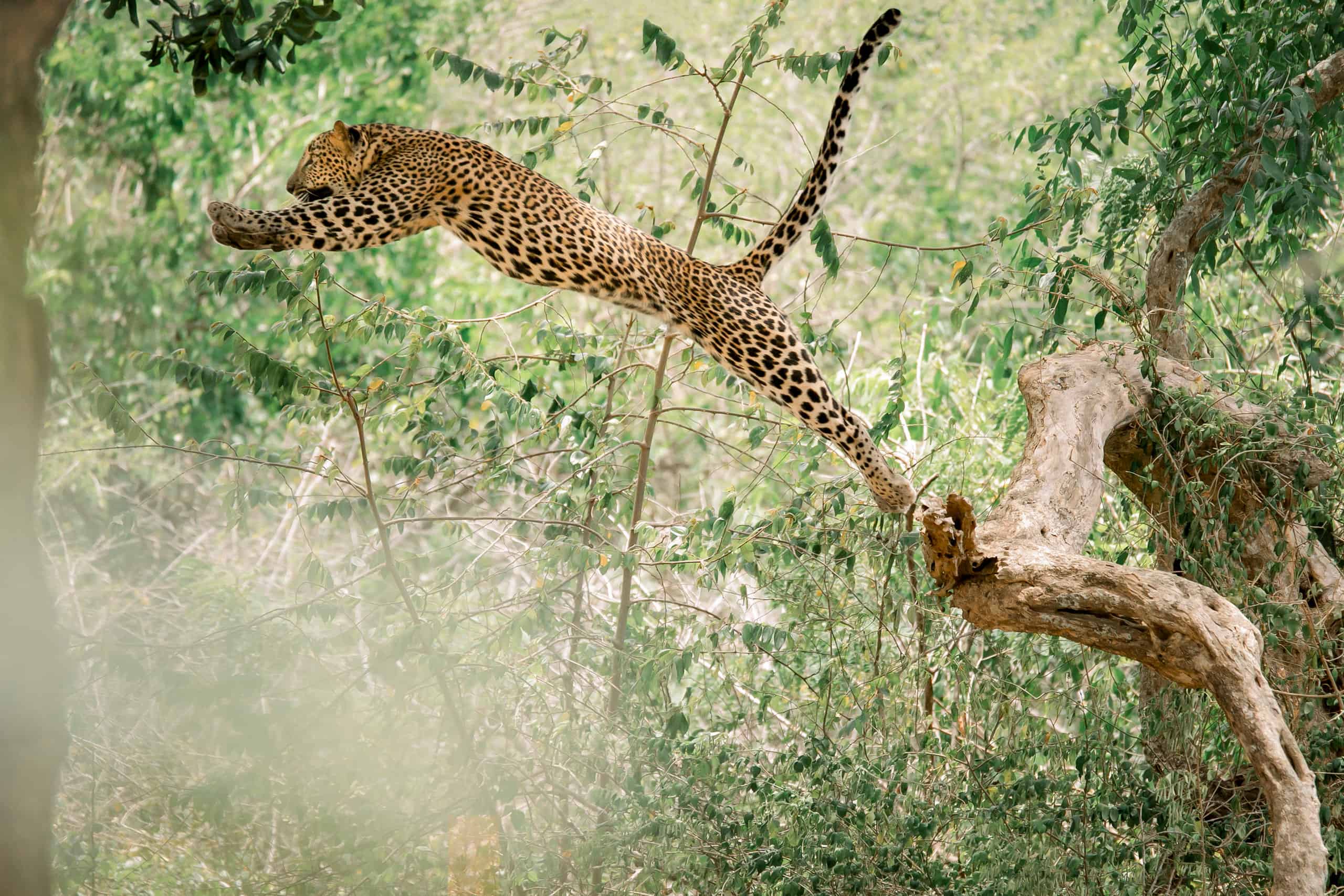 Leopard - African Big Five wildlife