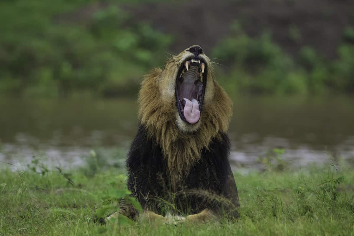 Majestic lion resting in golden grass