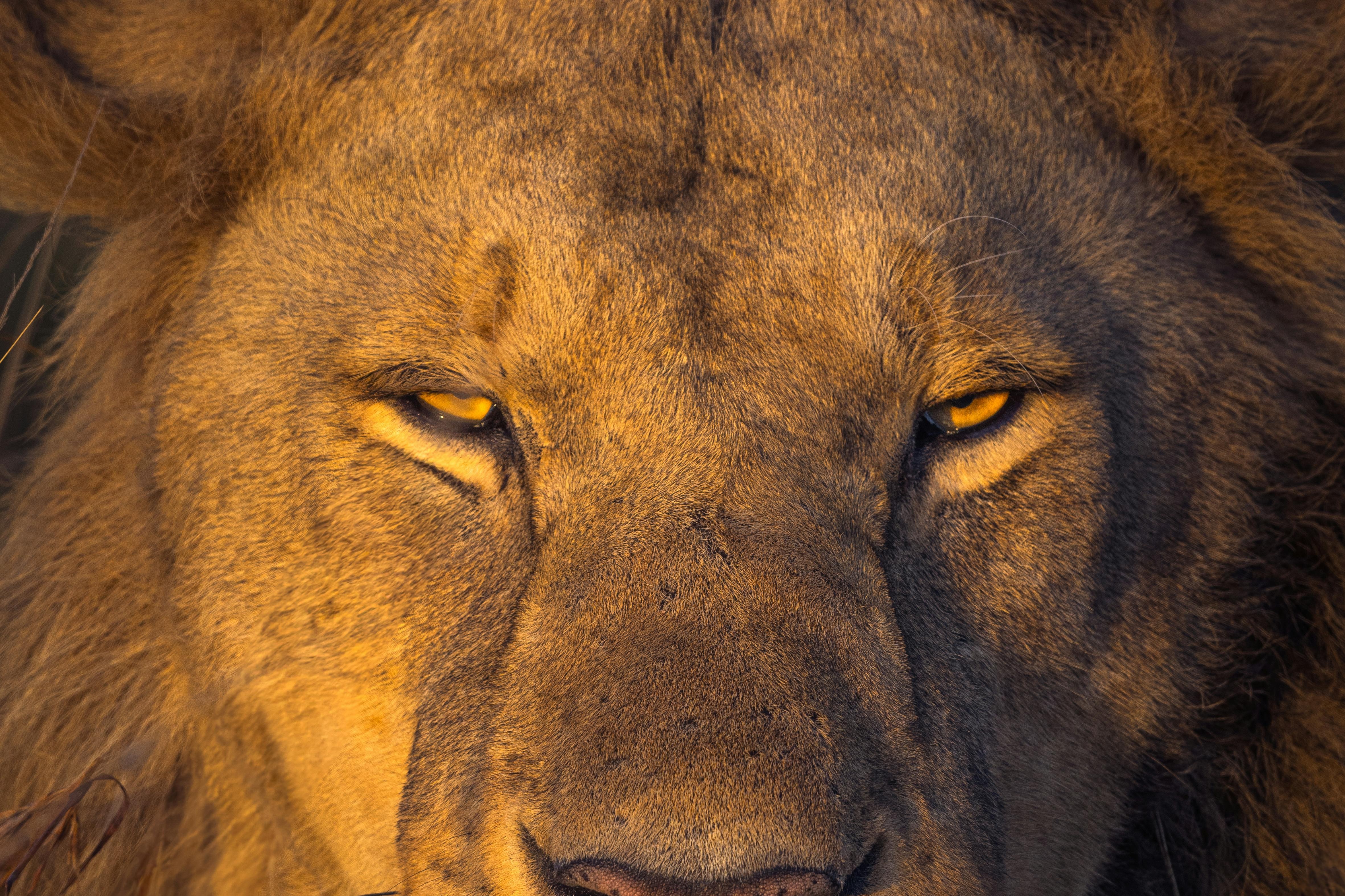 Lion - African Big Five wildlife