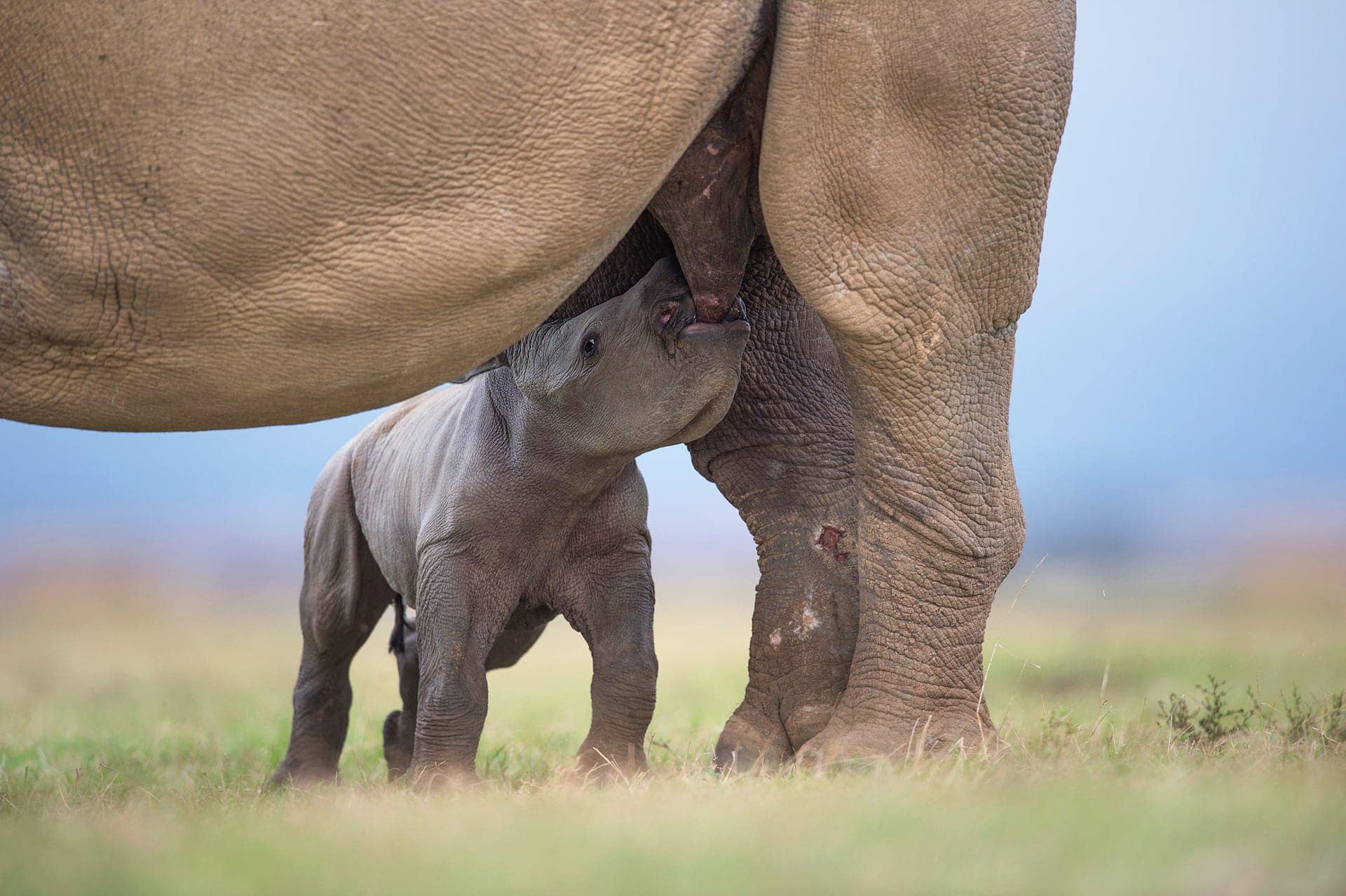 Rhino - African Big Five wildlife