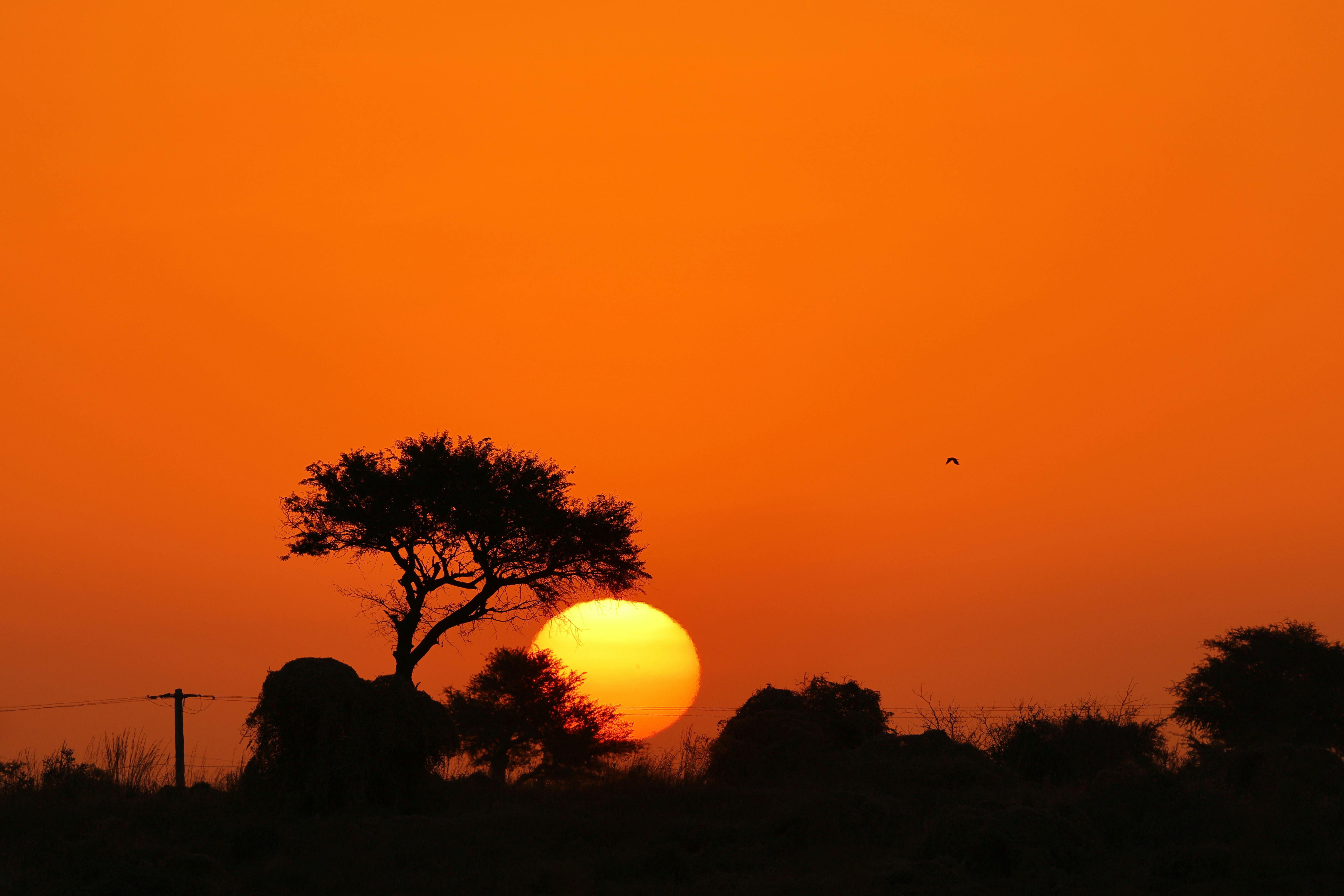 African safari landscape at golden hour