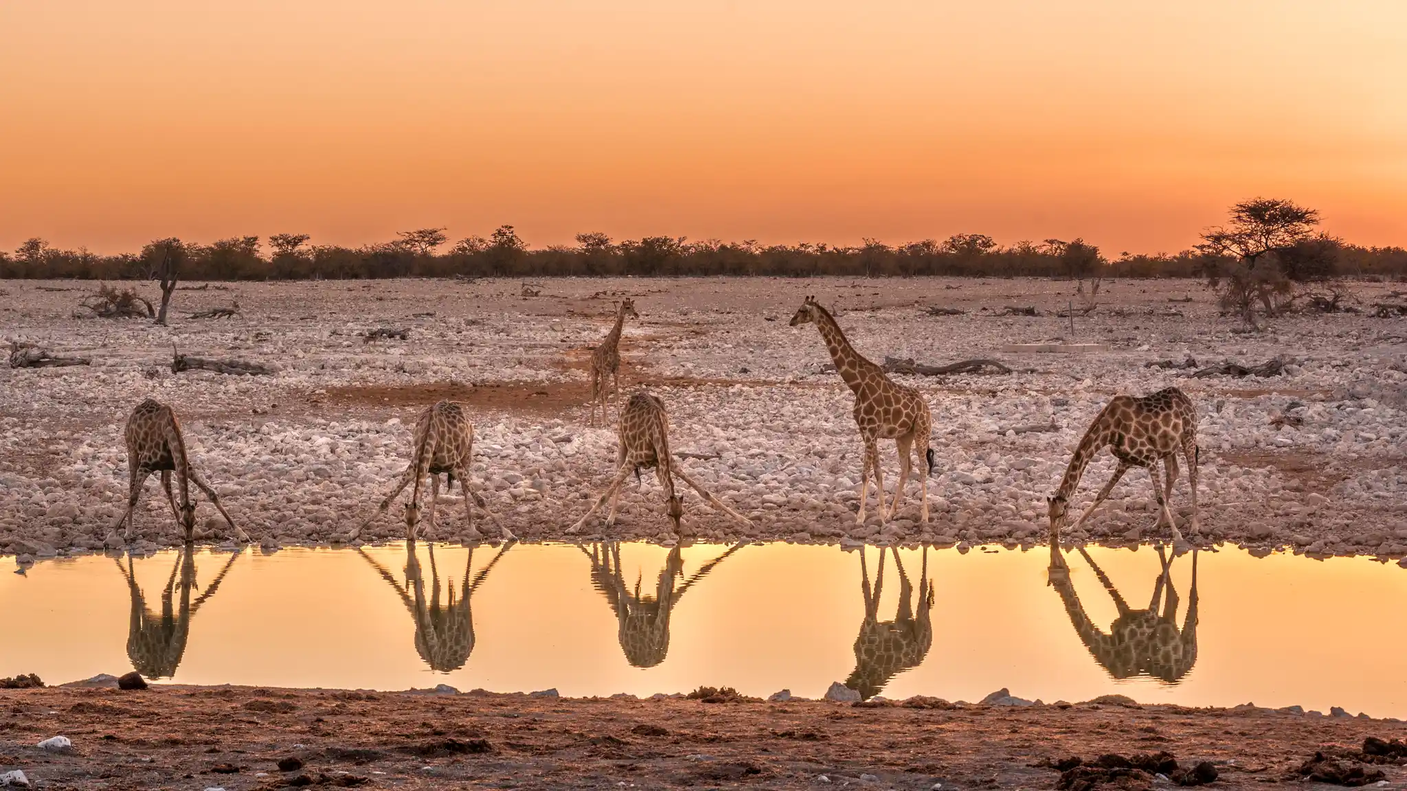 5-Day Etosha Wildlife & Culture Safari