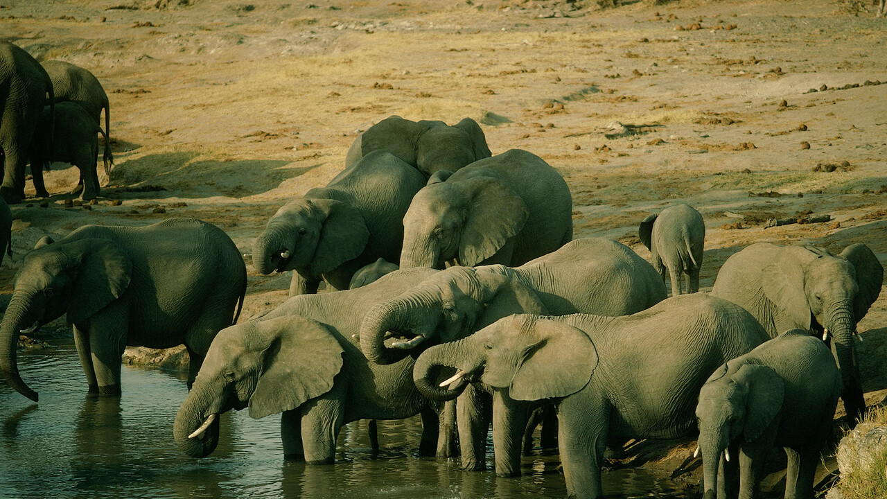 Hwange & Victoria Falls Combo Safari