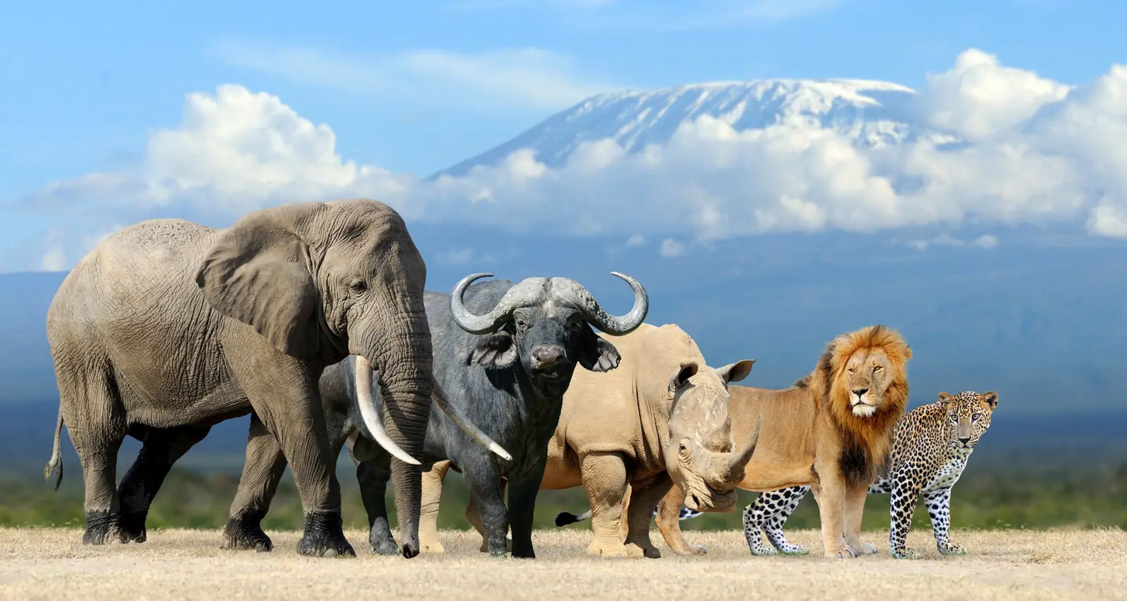 2-Day Welgevonden Big 5 Safari Experience
